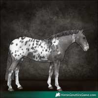 Horse Color:White Spotted Black Appaloosa