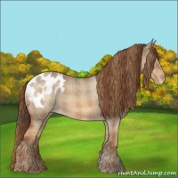 Horse Color:Plaid Red Dun Appaloosa