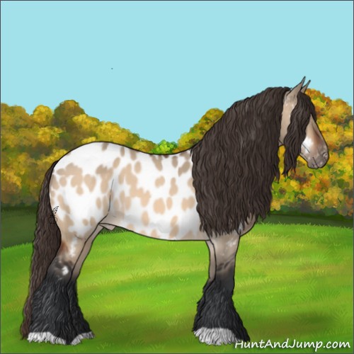 Horse Color:Bay Dun Appaloosa 