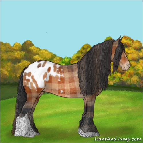 Horse Color:Plaid  Brown Tobiano Appaloosa 