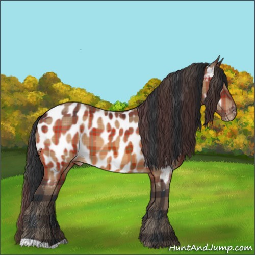 Horse Color:Plaid  Bay Appaloosa 