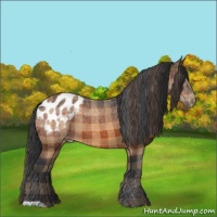 Horse Color:Plaid  Bay Appaloosa 