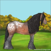 Horse Color:Brown Ice Appaloosa
