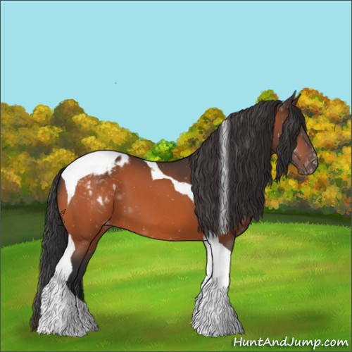 Horse Color:Bay Tobiano Appaloosa