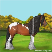 Horse Color:Bay Tobiano Appaloosa 