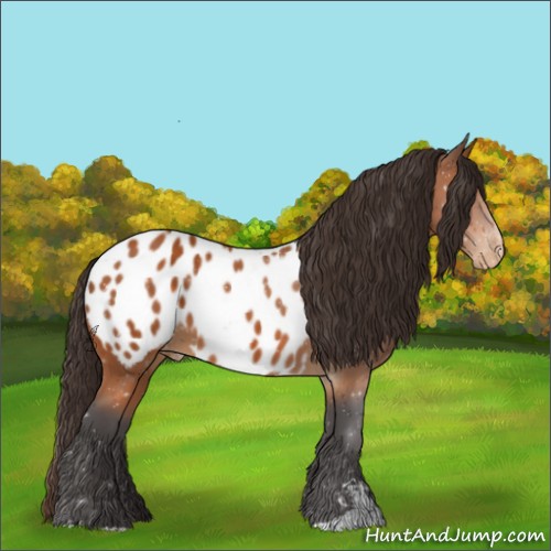 Horse Color:Buckskin Sabino Appaloosa 