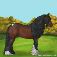 Horse Color:Bay Tobiano 