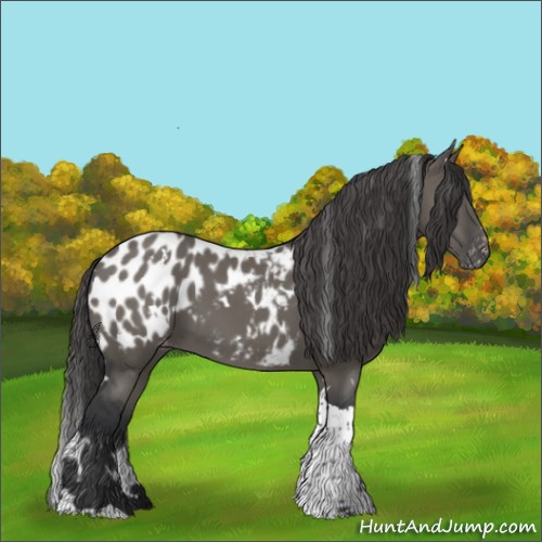 Horse Color:White Spotted Grullo Tobiano Appaloosa 