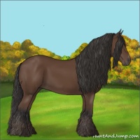Horse Color:Bay Sabino 