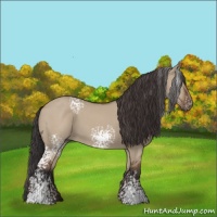 Horse Color:White Spotted Bay Dun Rabicano 