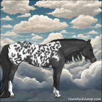 Horse Color:Blue Roan Tobiano Near Leopard 