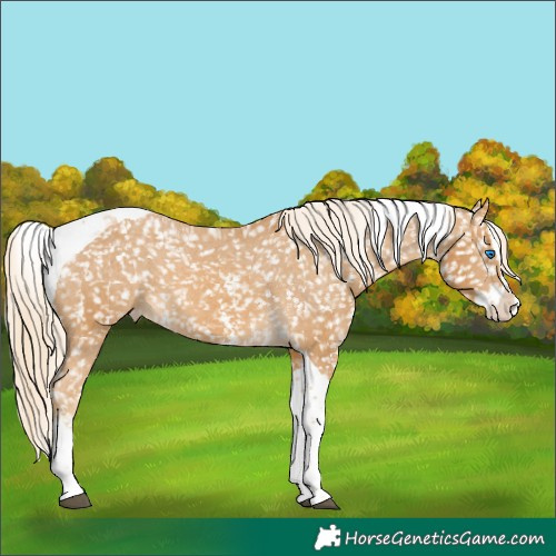 Horse Color:Palomino Sabino Splash Tobiano Snowflake Varnish