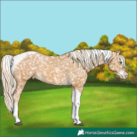 Horse Color:Palomino Sabino Splash Tobiano Appaloosa 
