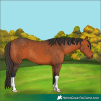 Horse Color:Bay 