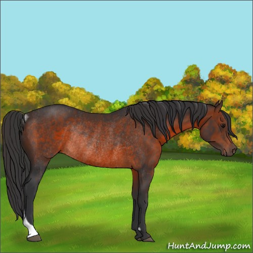 Horse Color:Brown Rabicano 