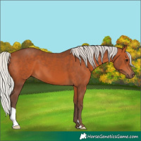 Horse Color:Silver Bay 