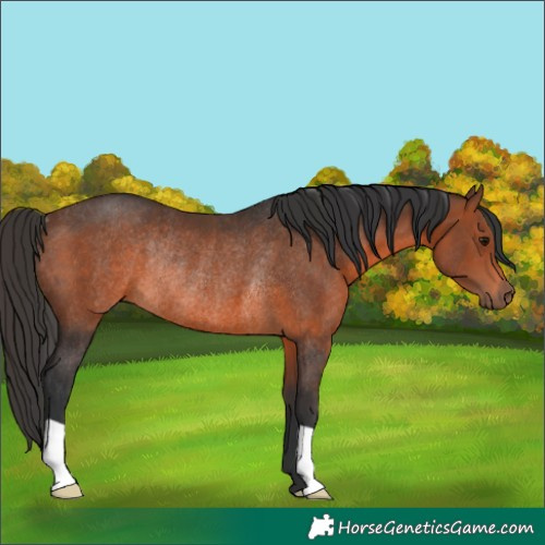 Horse Color:Brown Rabicano