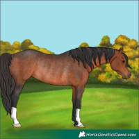 Horse Color:Brown Rabicano 