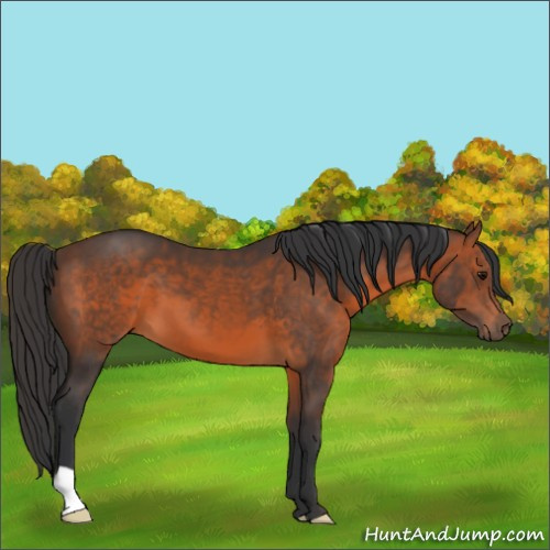 Horse Color:Brown 