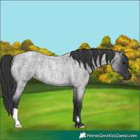 Horse Color:Blue Roan Rabicano