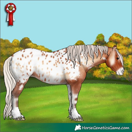 Horse Color:Silver Bay Onyx Appaloosa 