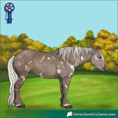 Horse Color:White Spotted Silver Black 