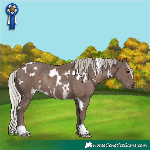 Horse Color:White Spotted Silver Black Rabicano 