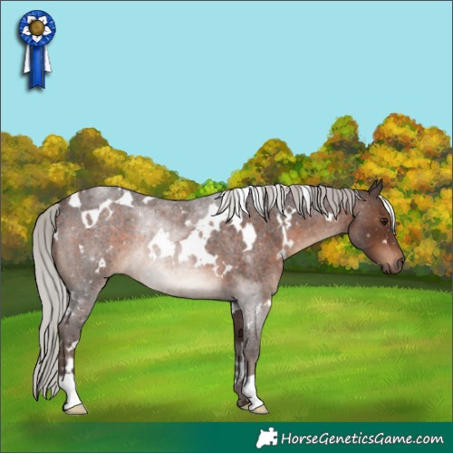 Horse Color:White Spotted Silver Brown Roan Rabicano 