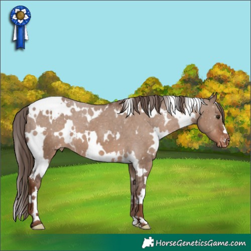Horse Color:White Spotted Liver Red Dun Appaloosa 