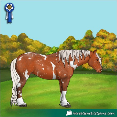Horse Color:White Spotted Silver Bay Tobiano Appaloosa 