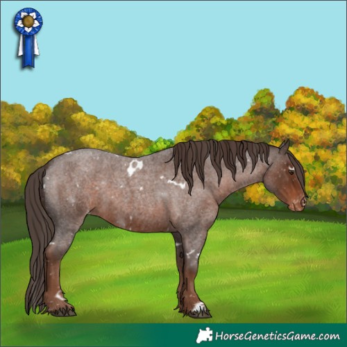 Horse Color:White Spotted Liver Red Roan Appaloosa 