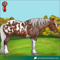 Horse Color:Silver Bay Tobiano Appaloosa 