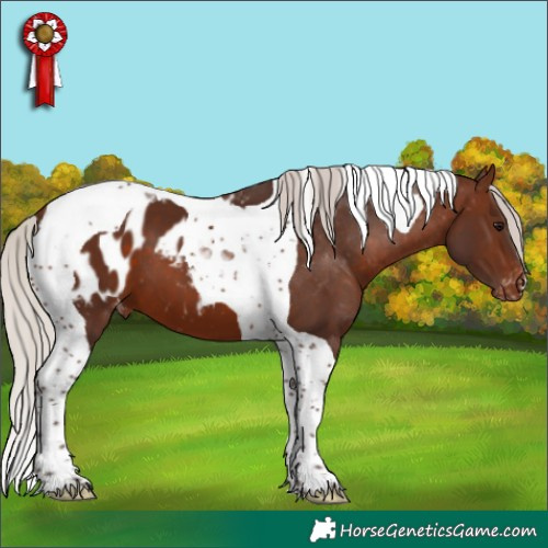 Horse Color:Silver Brown Tobiano Appaloosa 