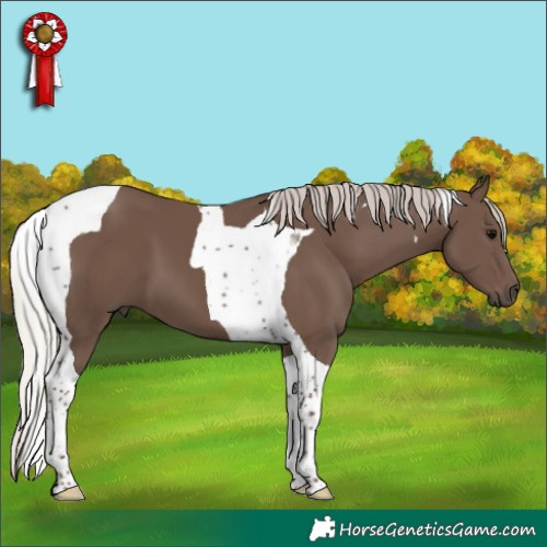 Horse Color:Silver Black Tobiano 