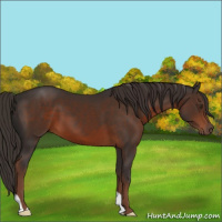 Horse Color:Liver Chestnut 