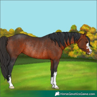 Horse Color:Bay Rabicano 