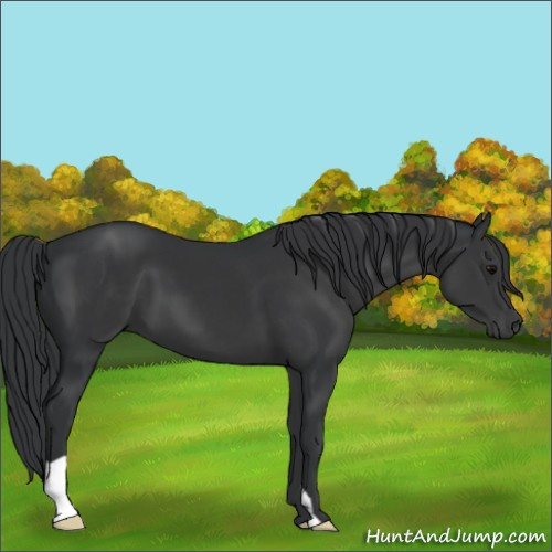 Horse Color:Black 