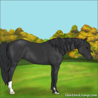 Horse Color:Black 