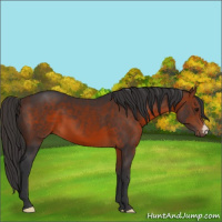 Horse Color:Bay 
