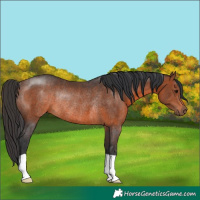 Horse Color:Brown Rabicano 