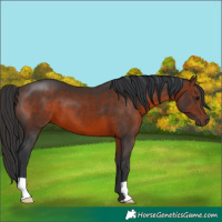 Horse Color:Brown 