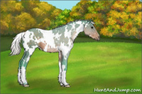 Horse Color:Watercolor White Spotted Silver Brown Rabicano 