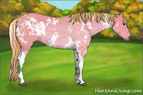 Horse Color:Painted Watercolor White Spotted Silver Buckskin