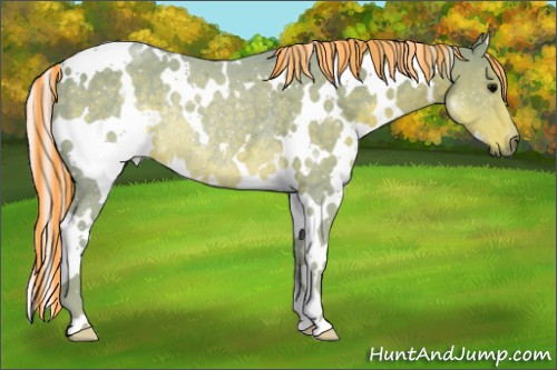 Horse Color:Painted Watercolor White Spotted Silver Black Rabicano 