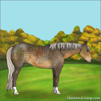 Horse Color:Silver Smoky Black 