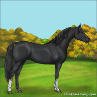 Horse Color:Black  and Black 
