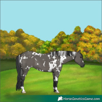 Horse Color:White Spotted Grullo