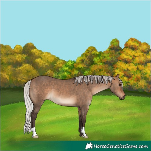 Horse Color:Silver Brown Dun