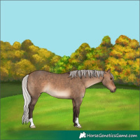 Horse Color:Silver Brown Dun 
