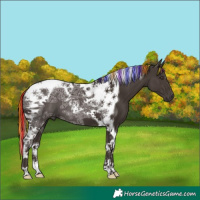 Horse Color:Painted Liver Chestnut Ice Tobiano 